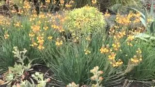 Bulbine frutescens и Bulbine frutescens 'Hallmark' &mdash; луковица со стеблем
