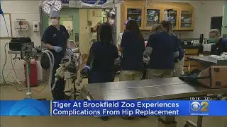 Brookfield Zoo Tiger Will Need New Surgery After Complications