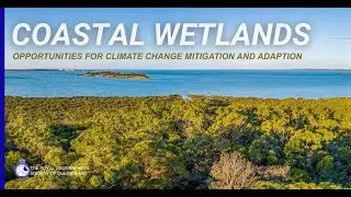 Coastal wetlands provide opportunities for climate change mitigation and adaption