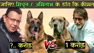 तो इस तरह मिथुन चक्रवर्ती और अमिताभ बच्चन अपने पैसे उड़ाते है Mithun da dog vs Amitabh Bachchan dog