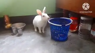 #angry Celebrity bunny 🐰