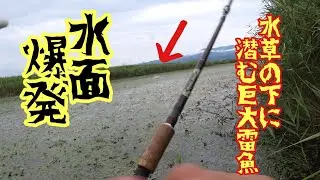 【雷魚釣りコラボ遠征】アタック連発! 巨大湿地帯に潜むモンスター雷魚に挑む!!　Japan snake head fishing