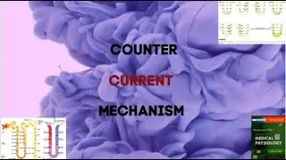 Counter Current Mechanism In Medical Physiology