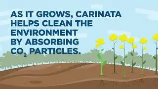 Introducing Carinata BioJet