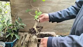 Jacarandas, han Vuelto 