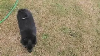 Pomeranian x Toy American Eskimo Girl