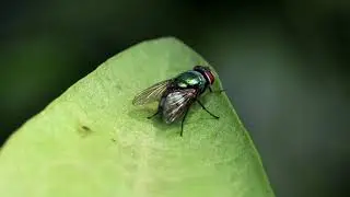 Blow Flies , Flesh Fly and Asian Lady Beetle In One Frame