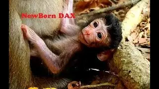 Cute Newborn Baby Dax Difficult Hug Mother daisy Wrong Care baby Dax