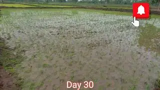 2025 Rainy Season Rice Farming Journey: From Seed to Harvest Day 30