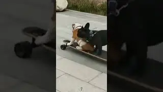 Daily Dose of Fail 742 #funnyfails #girlfails #instantregret #unexpectedfails #viral