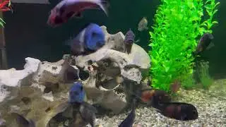 180 gallon Tropheus cichlid Tank
