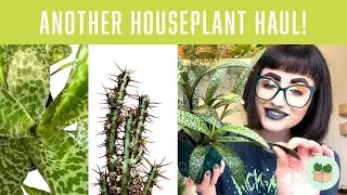 Houseplant haul 🪴 (rare Euphorbia, leopard print leaves)