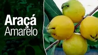Ara&ccedil;&aacute; Amarelo - Safari Garden