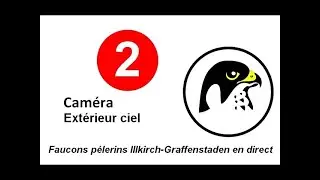 Faucons P&egrave;lerins d'Illkirch : Cam&eacute;ra 2