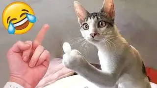 Funny Videos Of 2026🤣😆😂 TRY NOT TO LAUGH Funny Videos #73