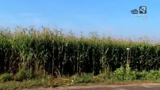 La Unidad de Sanidad Vegetal habla en el programa Tempero sobre la mala hierba de teosinte
