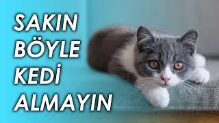 SAKIN BÖYLE KEDİ ALMAYIN! | Deneyimlerim #4
