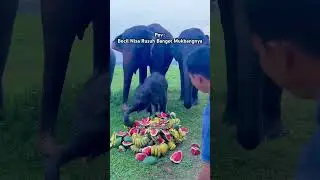 Siti Anisa gajah kecil yg viral di tiktok saya ini mukbang #elephant #gajah #babyelephant #animals