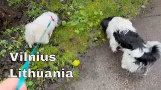 Morning Walk with Two Happy Dogs 🐶🐶 | Papillon & Phalène Neighborhood Stroll