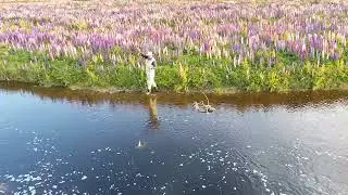 Pesca con mosca en Punta Arenas, Chile 