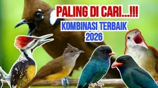 Materi Mewah - Paling di Cari ‼️ Cililin - C.Jenggot - Pelatuk - Katem - Tengkek Buto‼️