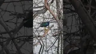 Um frango Dagua