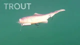Ghost Grayling - TROUT