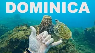 Scuba Diving Dominica in 4K | Caribbean Sea