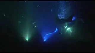 Mantas Above Blue and White Lights