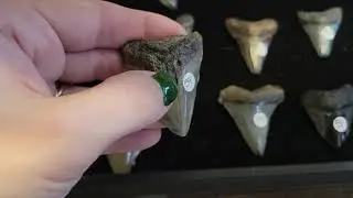 Spotlight on: Megalodon Shark Teeth