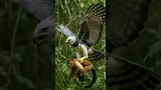 This Eagle Eats Monkeys &ndash; And It&rsquo;s Not Sorry #eagle #harpyeagle #harpy