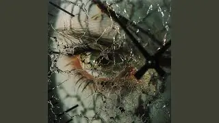 Eviscerated Time Dilation