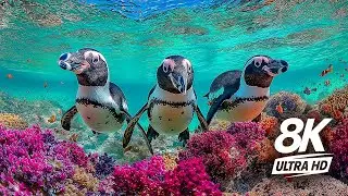 8K Shark Aquarium 🦈 | Ultra Calming Ocean Music with Sharks, Rays & Colorful Fish