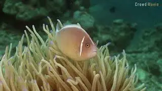 4k underwater shooting - The Pink Skunk Clownfish: A Colorful Symbiotic Relationship Unveiled