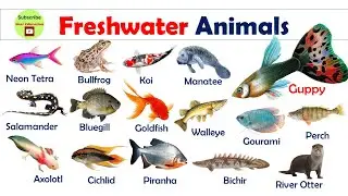 Freshwater Animals Names and pictures in English | famous Sea Animals names | Near Education