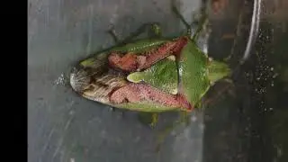 Bug of the Week, Week 01