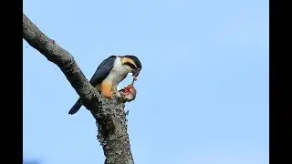 Collared Falconet with catch at Mahananda Wildlife Sanctuary, WB