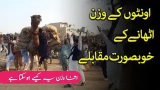 Camel Weight Lifting Competition | Powerful Camels Amazing Strength Show