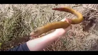 Unique Eel Fishing Traditional Hook Fishing  Amazing Eel Eat Frogs  Catch Eels From Hole Using hook