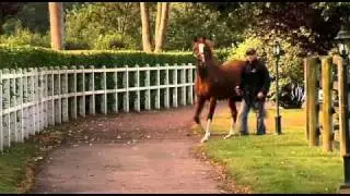 Haras du Mézeray Elevage