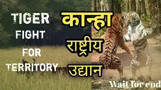 Tiger Fight || Jungle Safari: A Travel Guide to Kanha National Park