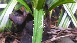 Peppermint Stick Insect juvenile by Sharon McGrigor
