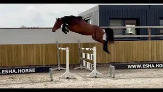 Washington van Loheky: Emerald van’t Ruytershof x Contender - Stallion 2022