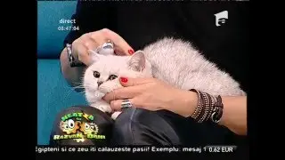 Cele mai sofisticate pisici, la ”Neatza”