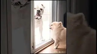 Tiny Dog Barks at Giant... Then This Happens 😂 #funnydogs #shorts #viral