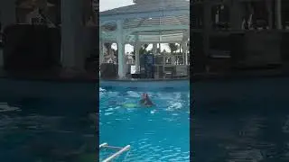 Swimming Smooth in Egypt | Therapeutic swim in a stunning location and pool | Swimming in Egypt