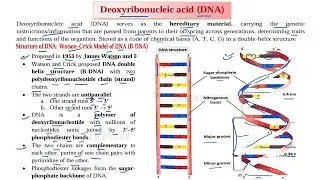 (64) DNA Structure & Function | Deoxyribonucleic acid Structure & Function | Nucleic acid Metabolism