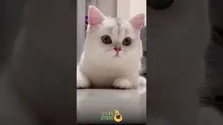 Funny Cats for Kids #shorts #catsshorts #catsforkids