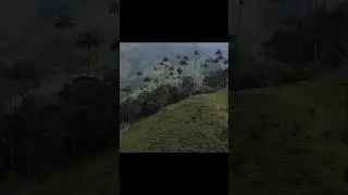 Home to giant wax palms and tame hummingbirds - Cocora Valley, Colombia. #travelling #travel