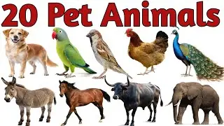 पालतू जानवरों के नाम सीखें 20 Pets Animals Names in English for Kids Vocabulary Learning Preschool 